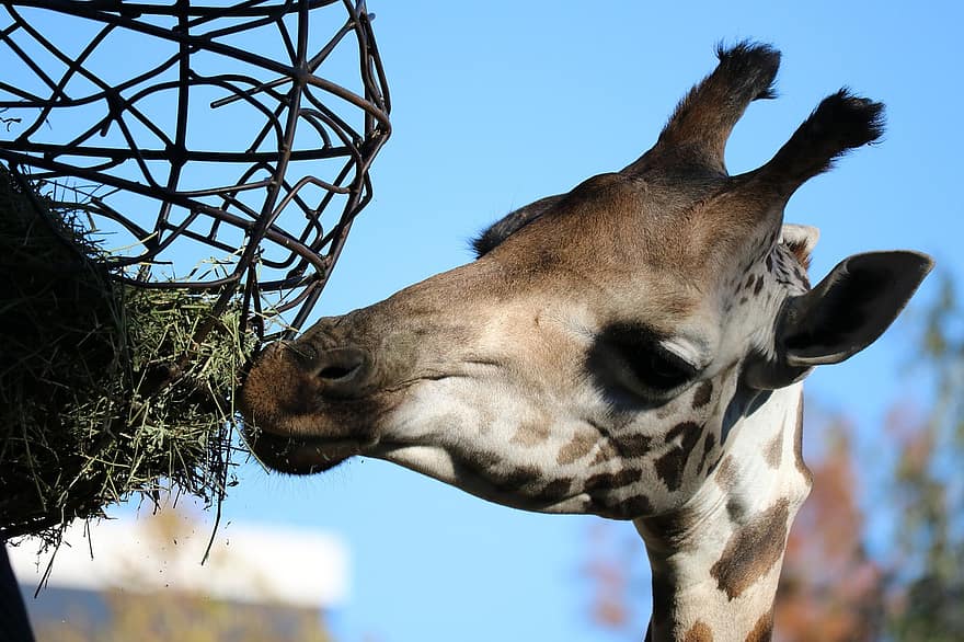 girafa, alimentação, jardim zoológico, cabeça, animal, mamífero, herbívoro, animais selvagens, fechar-se, fort worth, animais