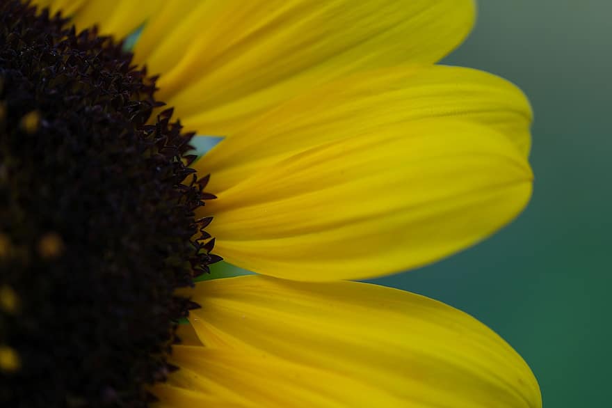 دوار الشمس ، تصوير الماكرو ، وردة صفراء ، بتلات صفراء ، إزهار ، زهر ، النباتية ، زراعة الزهور ، البستنة ، علم النبات ، نبات