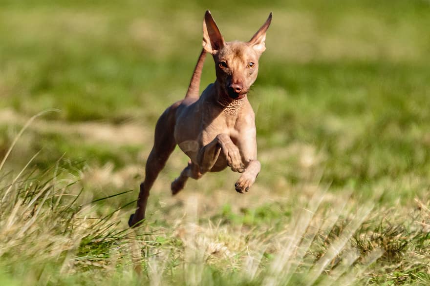 perro, peruano, sin pelo, corriendo, al aire libre, campo, activo, agilidad, animal, atlético, hermoso