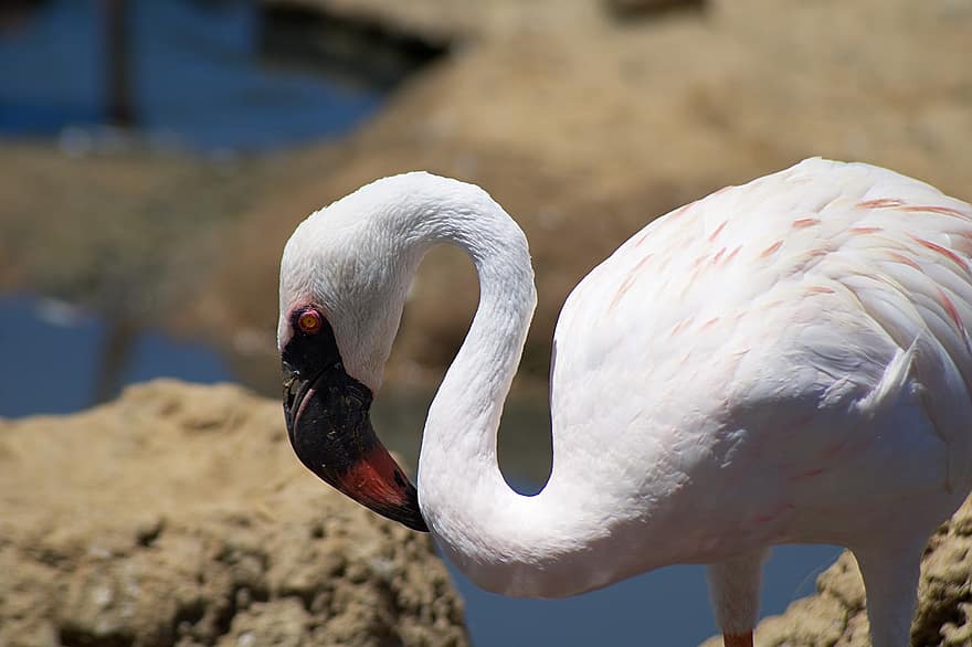 flamingas, paukštis, paukščių, snapas, plunksnos, sparnai, laukiniai, gyvūnas, pobūdį, lauke