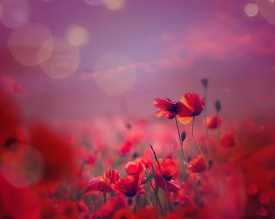 poppy, flowers, field
