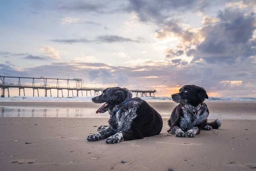 perros, playa, puesta de sol, mascotas, animales, Perros domésticos, canino, mamíferos, linda, adorable, relajante
