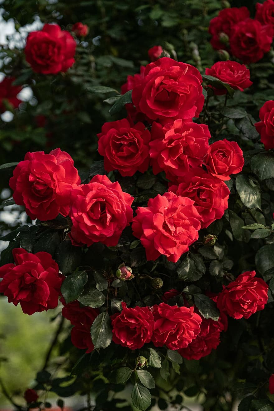roser, røde roser, røde blomster, blomster, hage, natur, blomst, petal, blad, bukett, friskhet