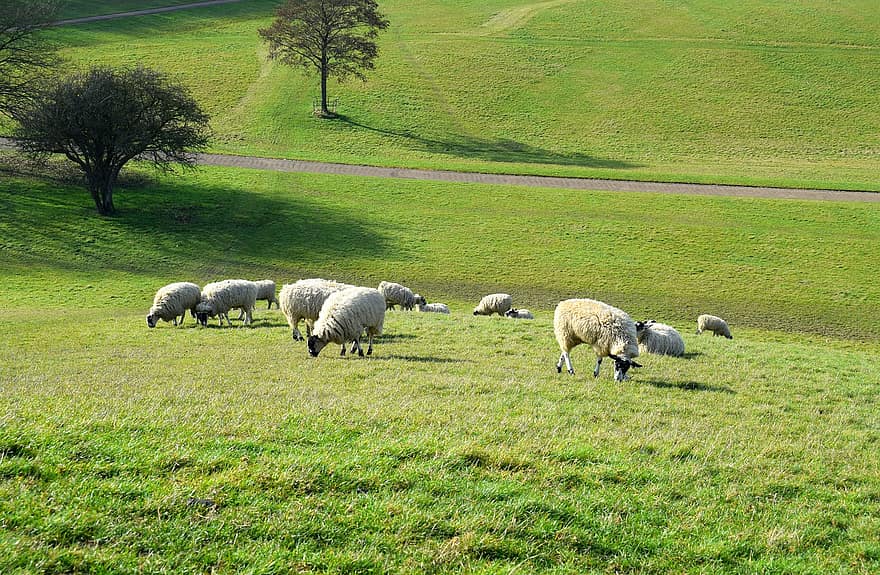 家畜、牧草地、羊、動物、農業、自然、草、哺乳類、農村、ウール