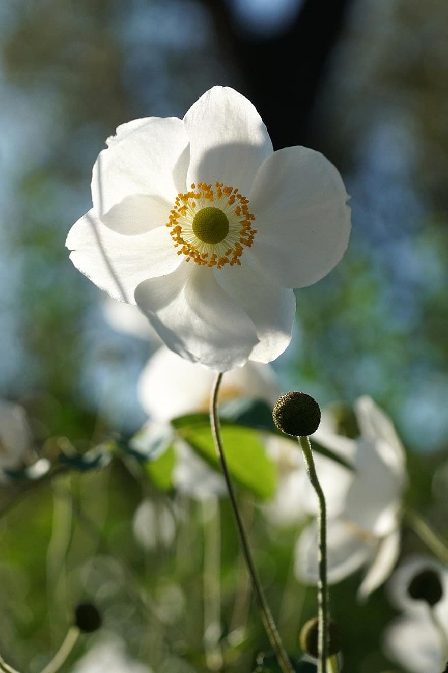 anemone, hvit blomst, blomstre