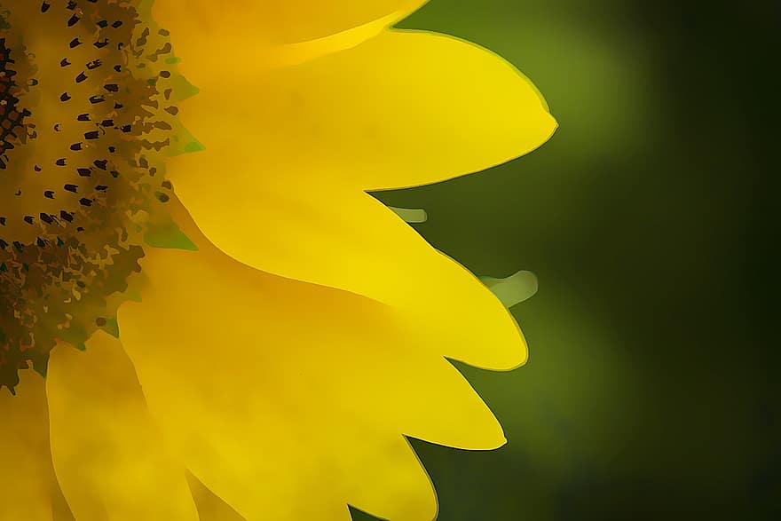 Hintergrund, Sonnenblume, Design, Aquarell, Gelb, Sommer-, Natur, Blume, blühen, hell, Pflanze