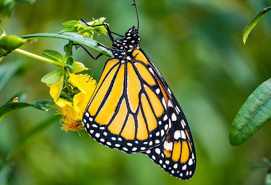 monarque, papillon, ailes de papillon, papillon jaune, lépidoptères, entomologie, insecte, ailes, fermer, bokeh, la nature