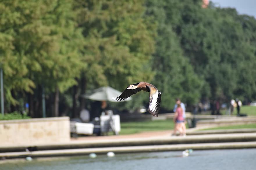 Hermann Park, Houston, Texas, OIE, observation des oiseaux, en volant, le bec, plume, été, arbre, bleu