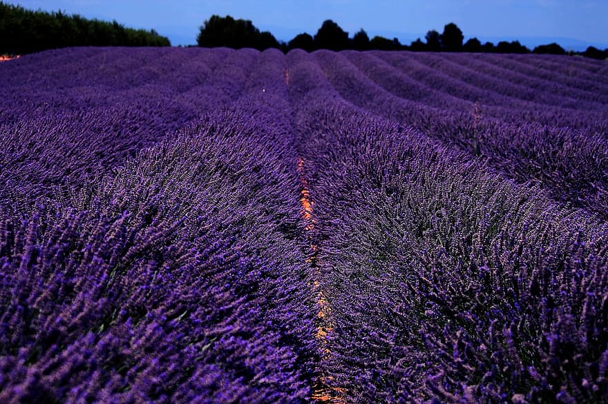 lavande, champ, nuit, Provence, violet, la nature, été, France, aromatique