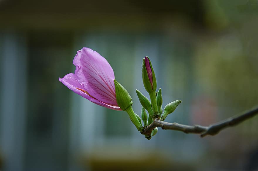 flor, flor Purpura, brote, floreciente, planta, flora, botánica, de cerca, bokeh