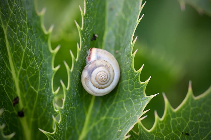 escargot, spirale, coquille, la nature, coquille d'escargot, décoratif, jardin, épineux, vert