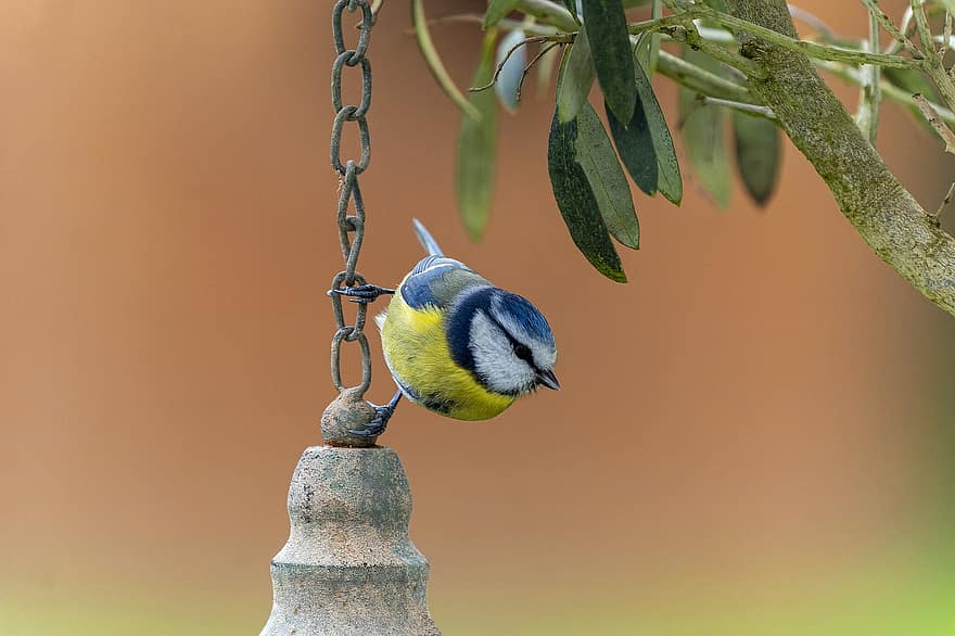 Blue Tit, Bird, Animal, Bird Feeder, Wildlife, Plumage, Perched, Garden, Nature, Birdwatching, Avian