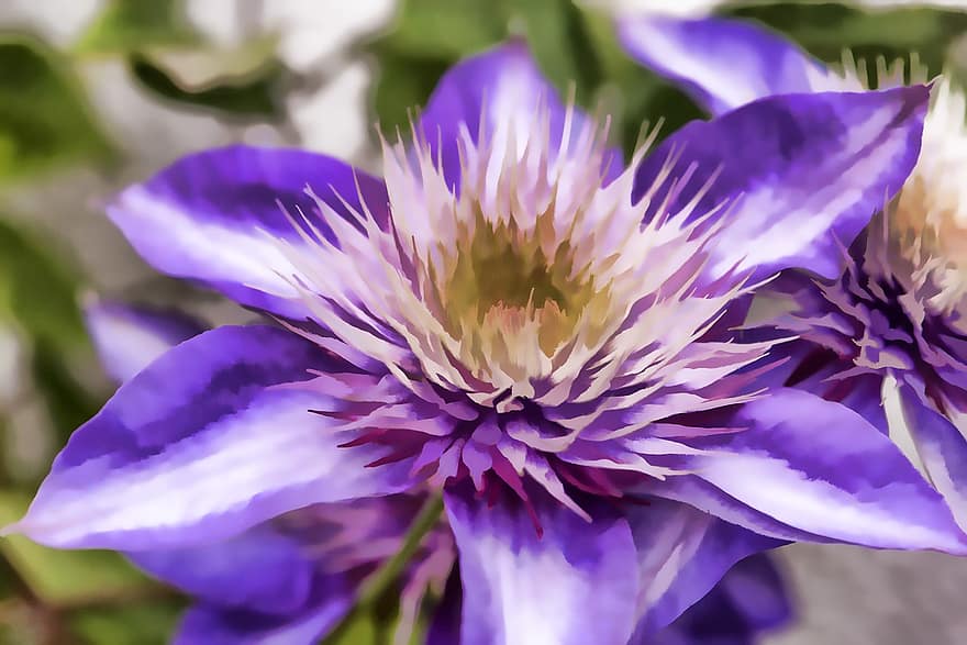 elämänlanka, kukka, kukinta, sini-violetti, puutarha, kiipeilijälaitos