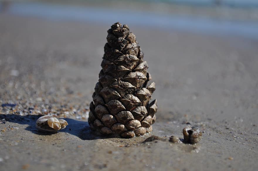 Strand, kjegle, shell, sand, kyst