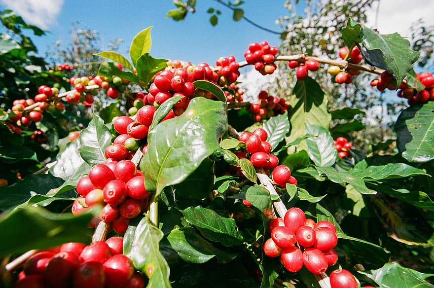 кавові ягоди, природи, В'єтнам, сільське господарство, землеробство