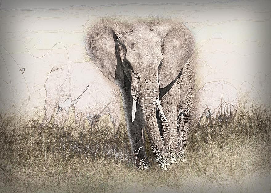 象、牙、トランク、動物、野生動物、荒野、ケニア、サファリ、アフリカ、自然、哺乳類