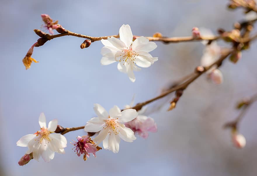 kersenbloesem, bloemen, de lente, sakura, bloeien, bloesem, tak, boom, natuur, detailopname, kirschblüte