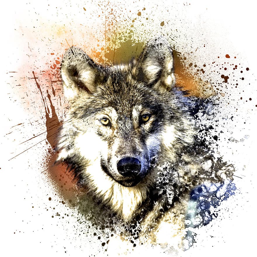 ulv, rovdyr, canidae, canis lupus, jæger, kødædere, dyr, pattedyr, natur, dyreliv, hoved