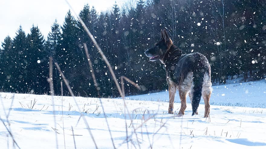hond, huisdier, hoektand, dier, vacht, snuit, zoogdier, hondenportret, dieren wereld, winter, sneeuw