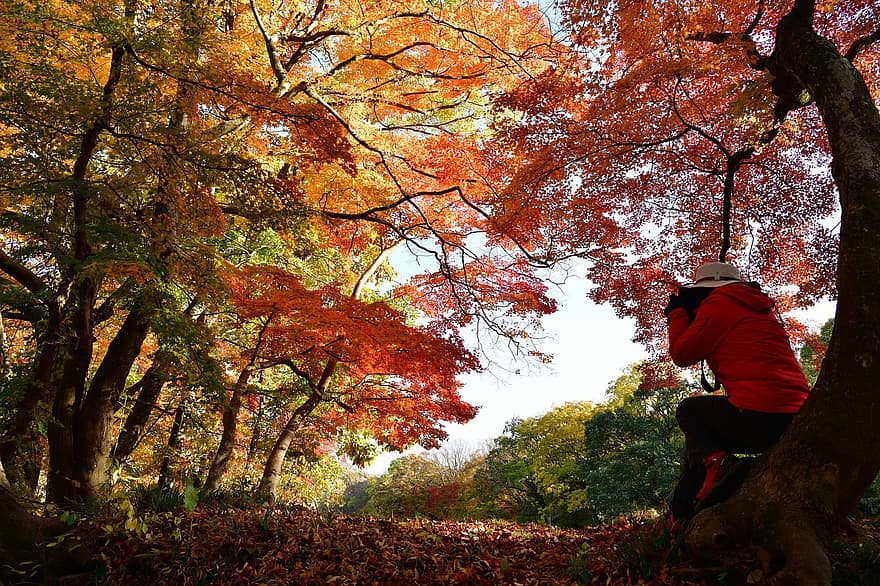 الخريف ، غابة ، مصور فوتوغرافي ، التقاط الصور ، طبيعة ، منتزه