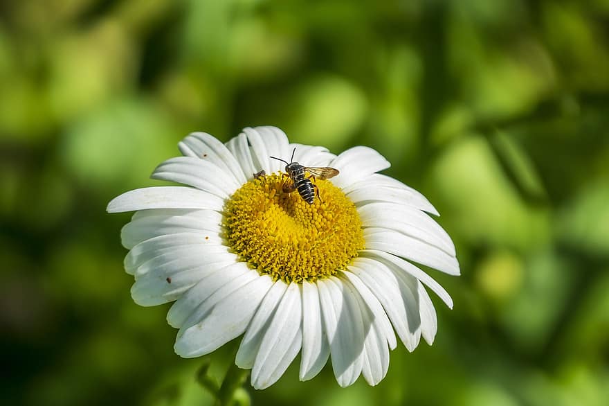пчела, насекомо, животно, буболечка, дивата природа, природа, цвете, лято, крила, цветен, пружина