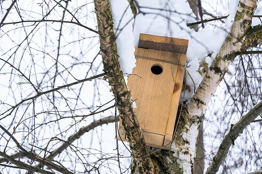 birdhouse, albero, la neve, inverno, brina, freddo, rami, all'aperto, legna, nido d'animali, ramo
