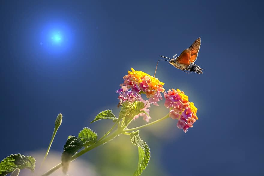 hummingbird hawk moth, hyönteinen, kukat, pölyttää, pölytys, siivekäs hyönteinen, haukko, macroglossum stellaturum, siivet, eläin, kasvi