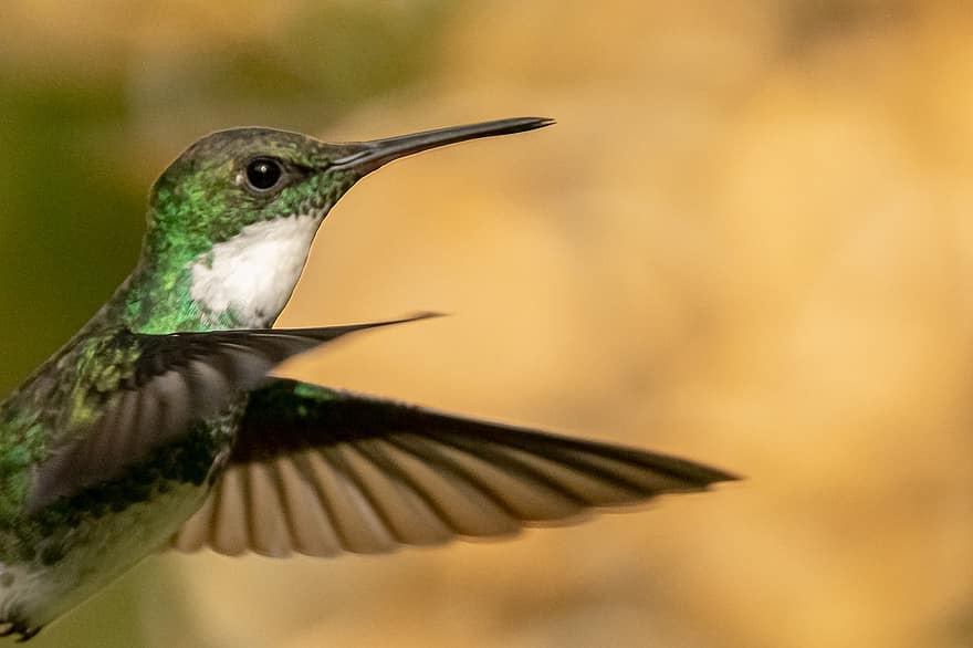 Bird, Hummingbird, Ornithology, Species, Fauna, Avian, Animal, Wildlife, Macro, beak, close-up