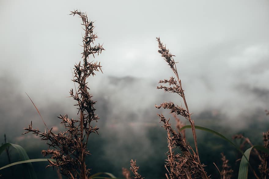 rośliny, suchy, mgła, zamglenie, deszcz, zachód słońca, pogoda, góry, Natura, fotografia, Chmura