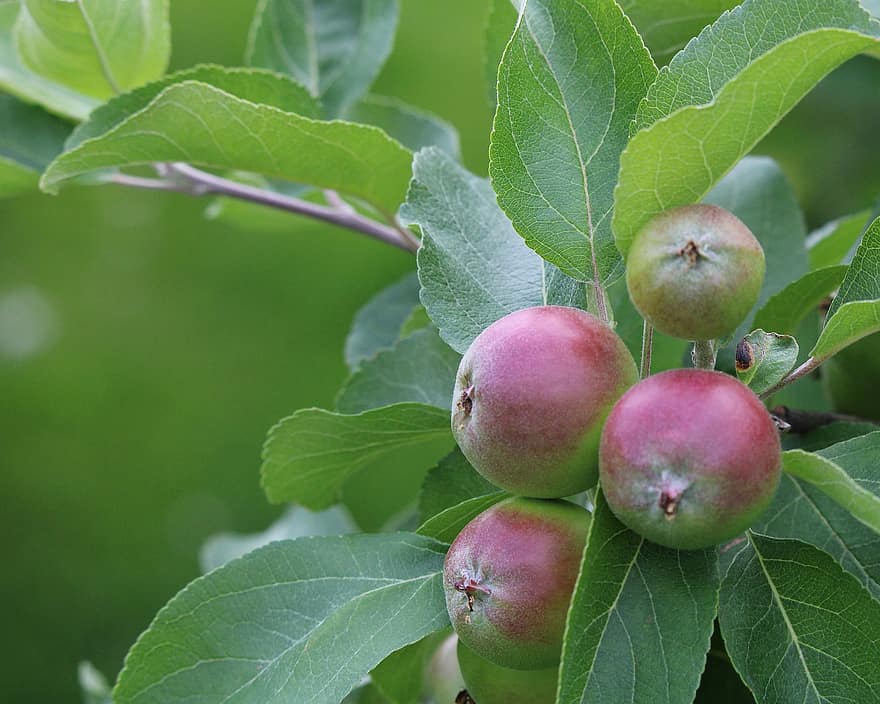 яблоки, ветка, природа, сад, фрукты, летом, зеленый, красный, обои на стену, питание