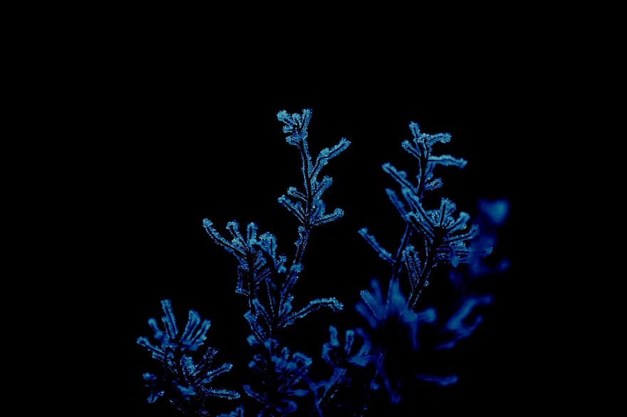 rostlina, mráz, noc, makro, modrý, list, detail, pod vodou, pozadí, botanika, větev