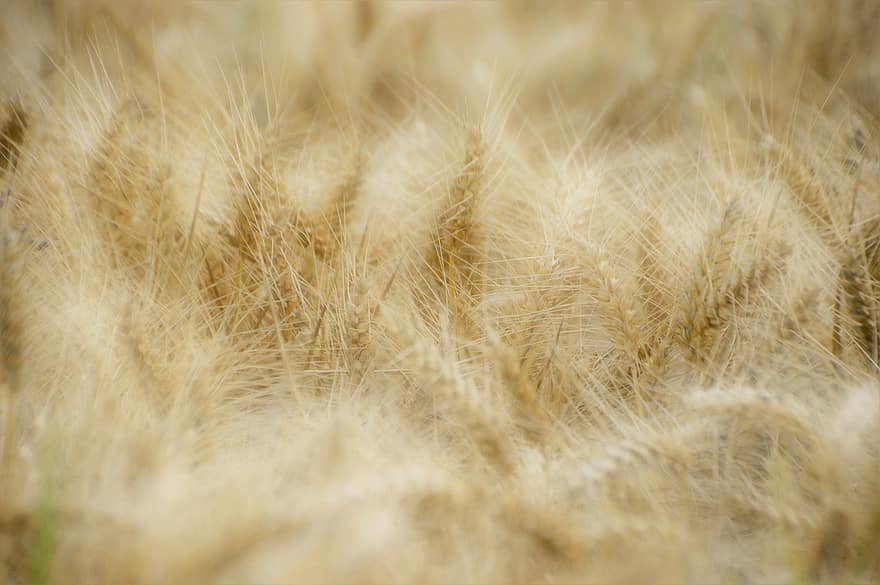 Wheat, Spikes, Cereals, Agriculture, Summer, Nature, Field, Flour, Harvest