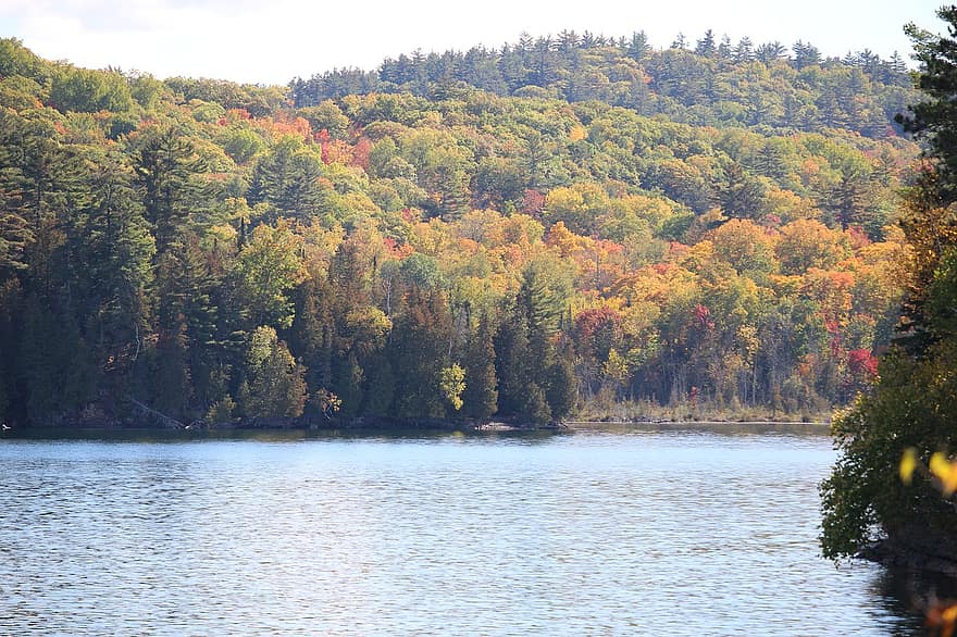 panorama, outono, lago, pinheiros, floresta, árvore, amarelo, agua, folha, temporada, multi colorido