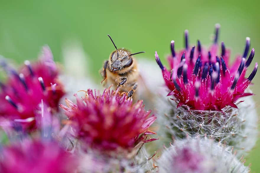 бджола, квітка, пилок, осот, макрос, нектар, меду