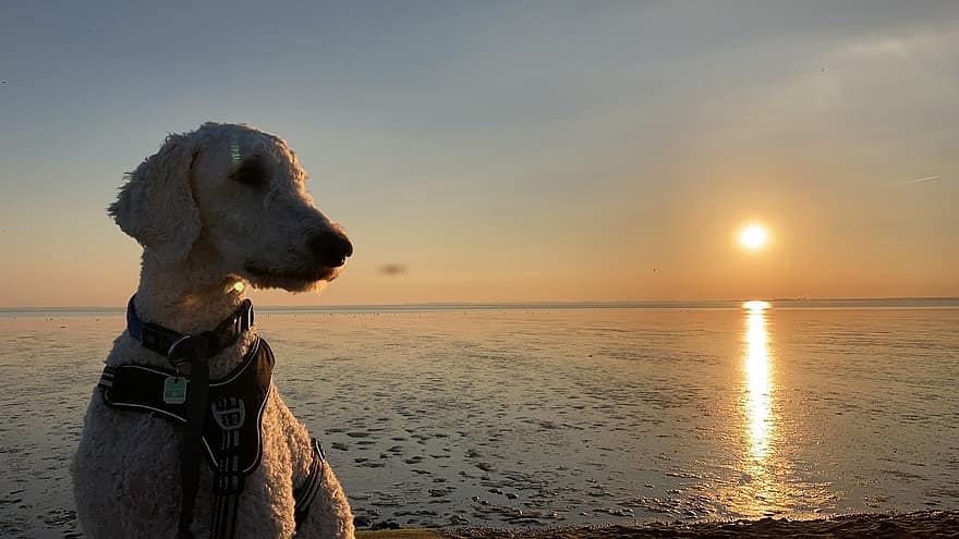 пудель, море, захід сонця, пес, домашня тварина, тварина, домашня собака, собачий, ссавець, горизонт, сонце