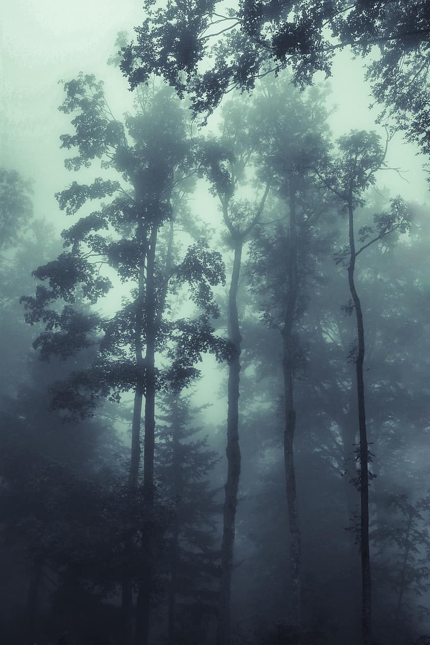 休息のための、霧、ミスト、木、自然、森の中、風光明媚な
