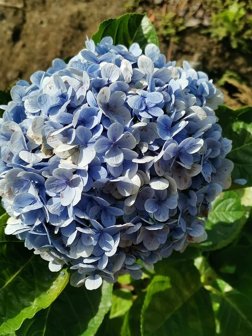 ortensia, fiori, Ortensia blu, petali, petali blu, fioritura, fiorire, giardino, flora, pianta