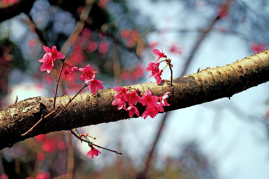 The Cherry Blossoms, Pink Blossoms, Flowers, Nature