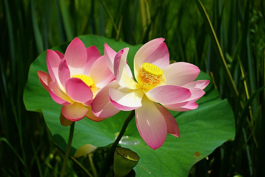 Flowers, Lotus, Leaf, Grass, Foliage, Pond, Nature