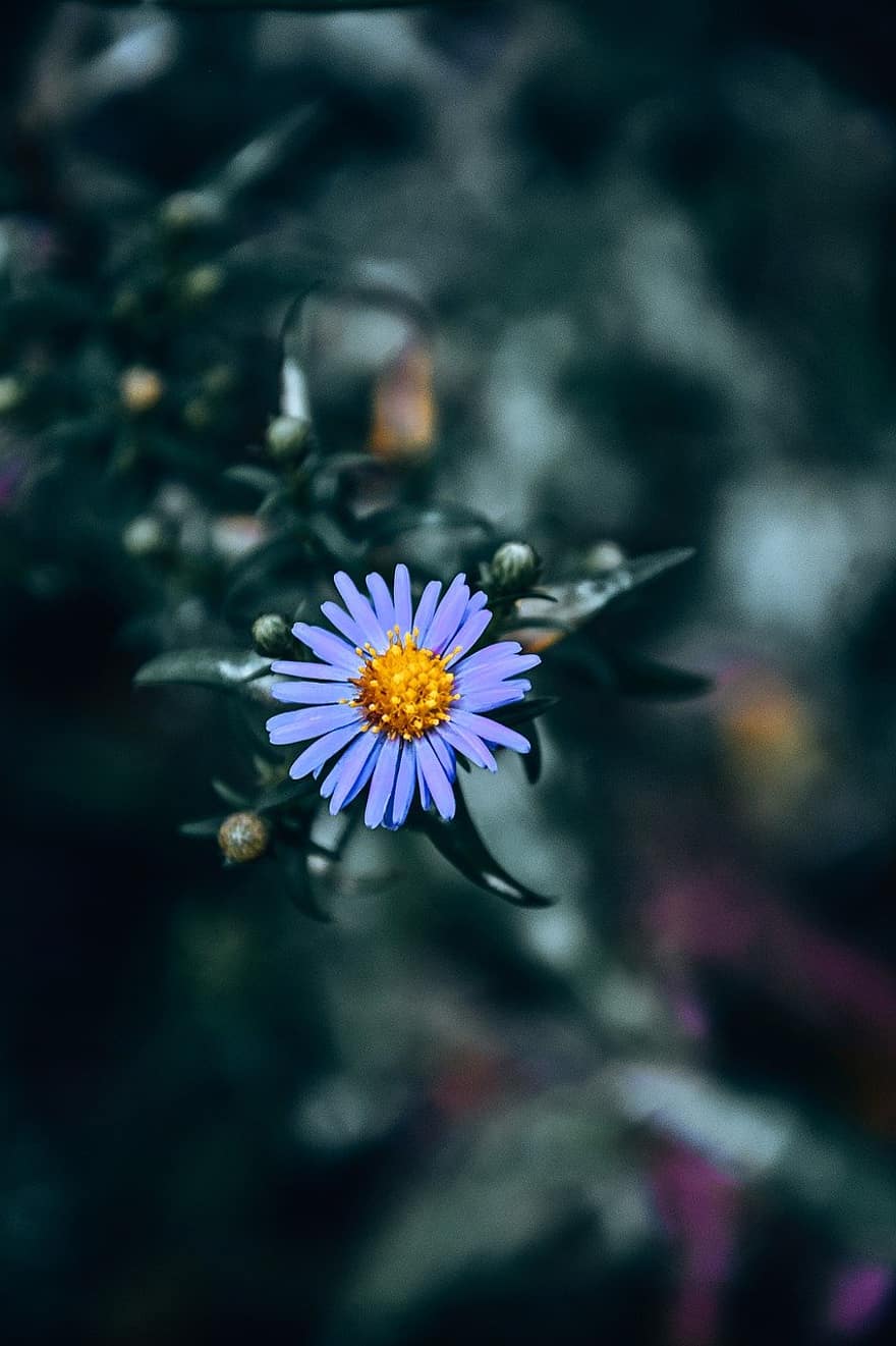 синий цветок, сад, полевой цветок