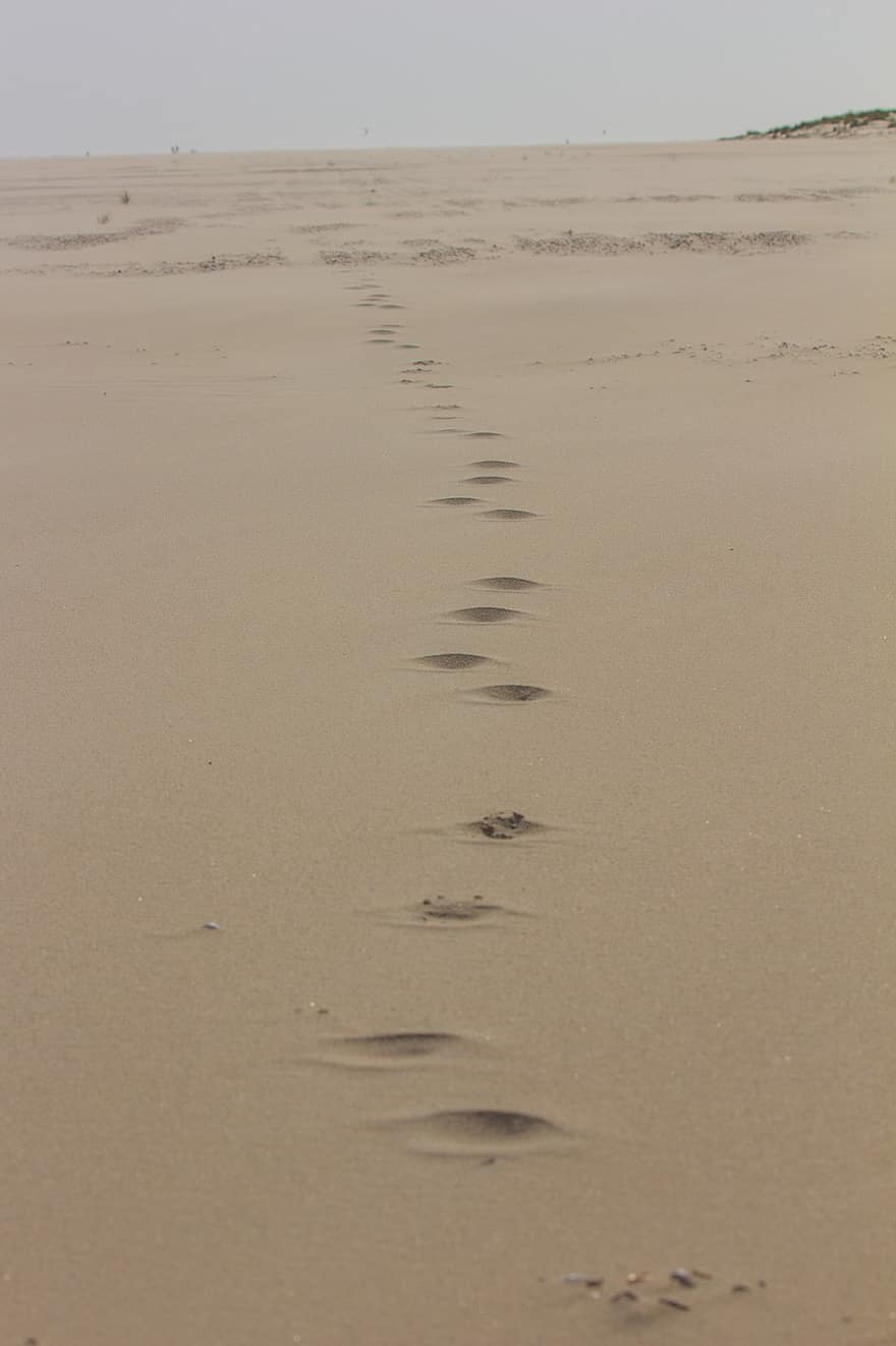 hiekka, polku, seurata, tassu, tassunjälki, jälki