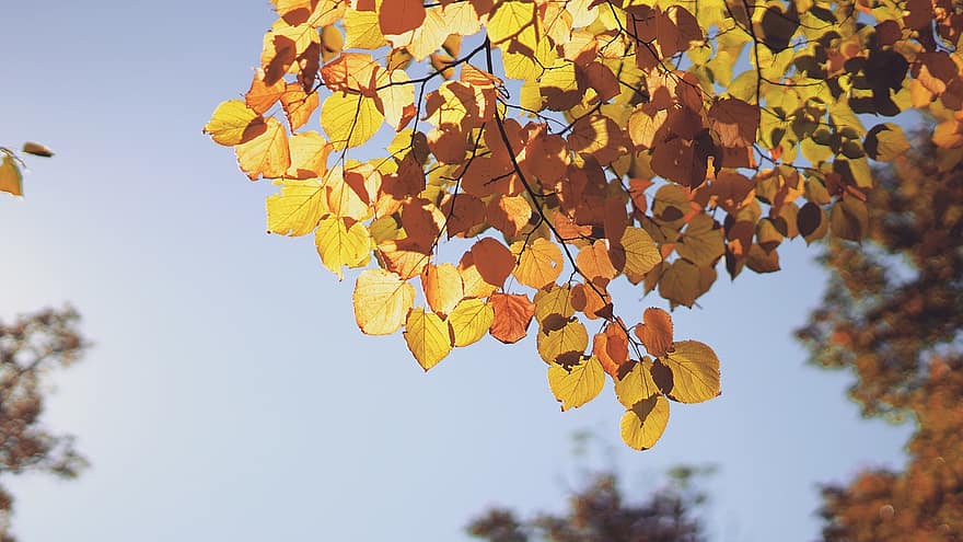 есен, листа, шума, есенни листа, есенна листа, есенния сезон, попадат зеленина, гора