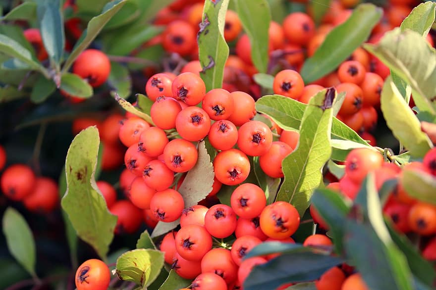Firethorn, ผลเบอร์รี่, สีแดง, Pyracantha, พุ่มไม้, ผลไม้, ไม้พุ่ม, เขียวตลอดปี, กั้น, ฤดูใบไม้ร่วง, Rosaceae