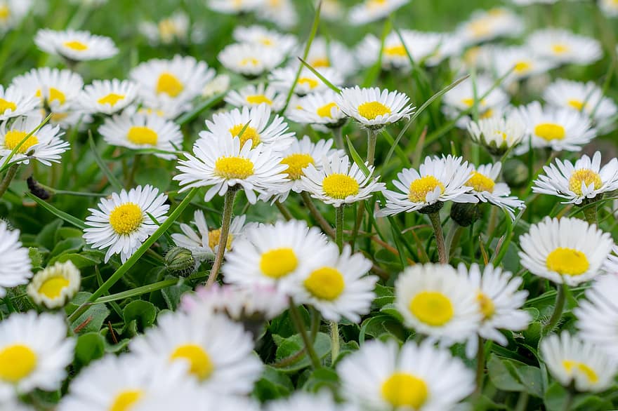 デイジー、フラワーズ、白い花、花びら、白い花びら、フローラ、花の牧草地、花、咲く、春の花、夏