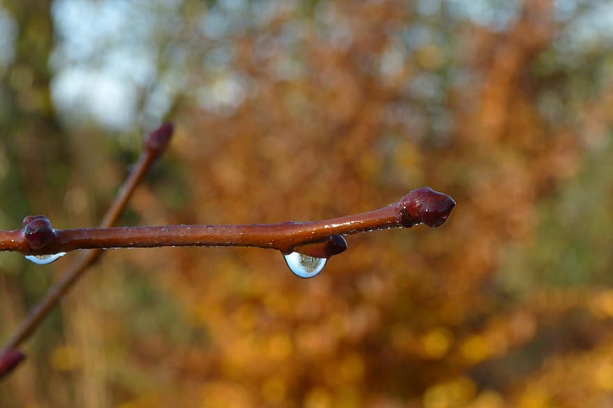 dewdrop, kapka vody, podzim