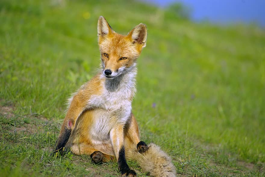 Fox, Animal, Canine, Mammal, Wildlife, Omnivore, Nature, Meadow, animals in the wild, red fox, cute