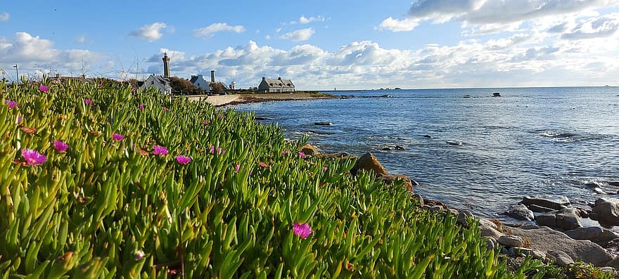 spiaggia, prato, mare, paesaggio, oceano, fiori, natura, riva del mare, Brittany, estate, acqua