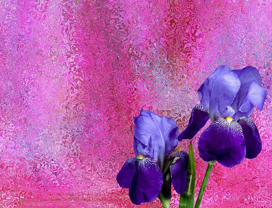 iris, fiori, fiorire, fioritura, giardino, schwertlilie gewaechs, pianta, viola scuro, viola, iris variegata, iris barbuto