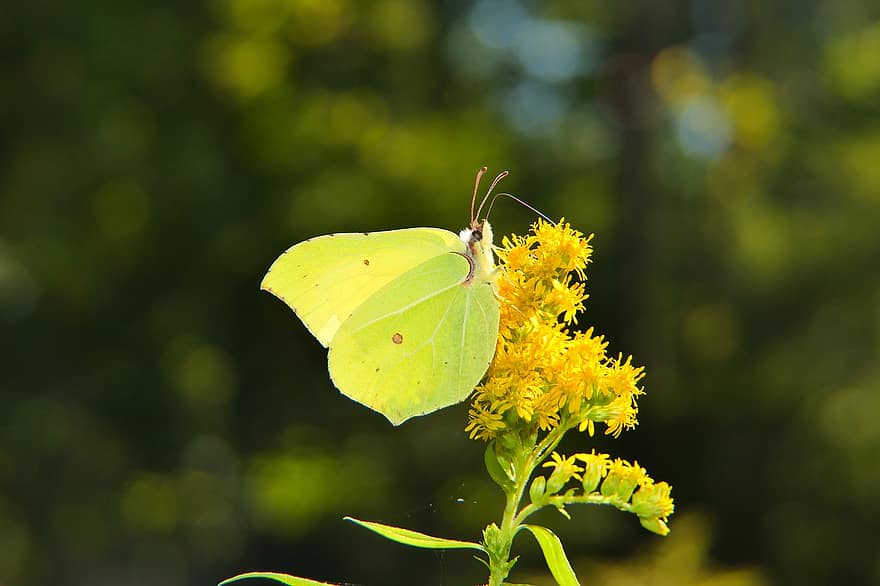 motyl, zapylać, skrzydła motyla, zapylanie, zielony motyl, żółte kwiaty, kwiatostan, kwiat, kwitnąć, flora, lepidoptera