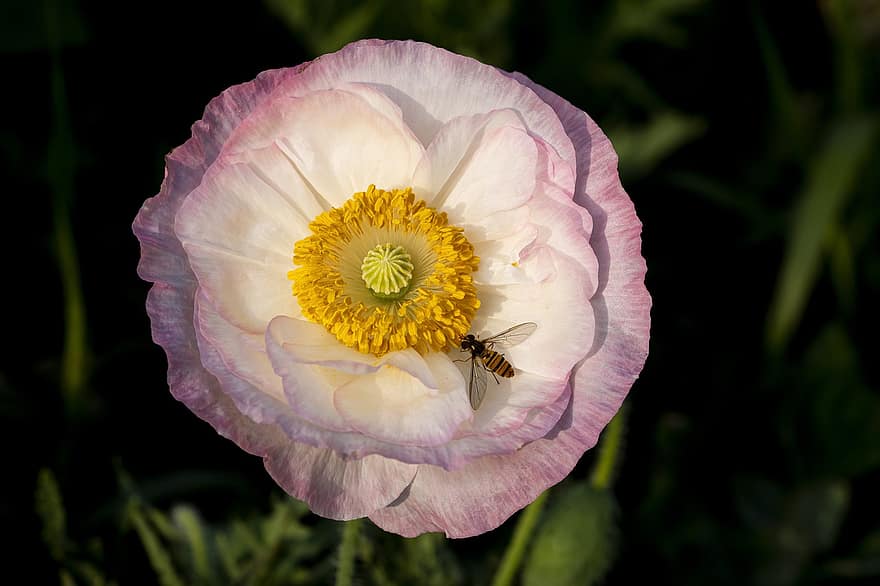 ポピー、ピンクのポピー、蜂、ピンクの花、花、昆虫、ワイルドフラワー、大韓民国、工場、受粉、閉じる